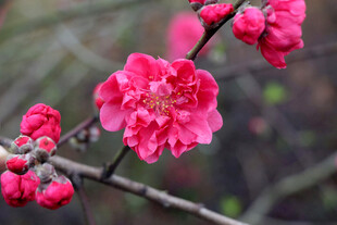 娇艳红梅绽放枝头