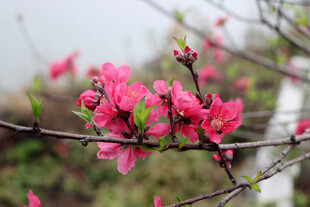 枝头绽放的娇艳粉色桃花