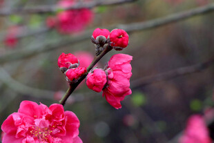 娇艳绽放的粉红色花朵