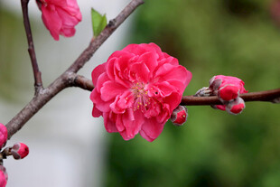 娇艳红梅枝头绽放