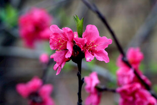 娇艳桃花绽放枝头