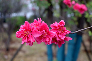 娇艳粉色花朵枝头绽放