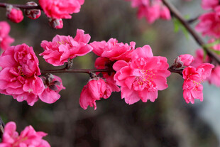 娇艳粉色桃花枝头绽放