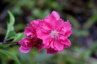 娇艳粉色花朵绽放枝头