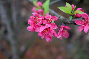 娇艳粉色海棠花枝