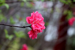 娇艳欲滴的粉红色花朵