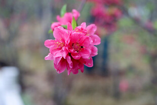 娇艳粉色桃花绽放