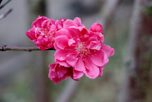 娇艳粉色花朵绽放枝头