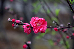 枝头绽放的娇艳粉色桃花