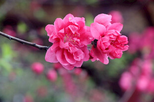 娇艳粉色花朵枝头绽放