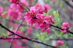 枝头绽放的娇艳粉色桃花