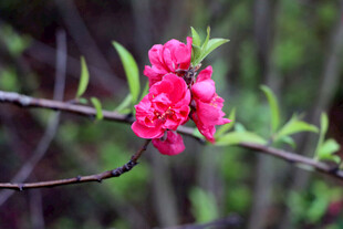 枝头绽放的娇艳红桃花