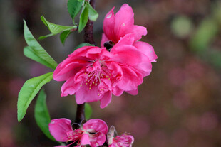 娇艳绽放的粉色桃花