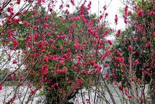 盛开的红色花卉植物