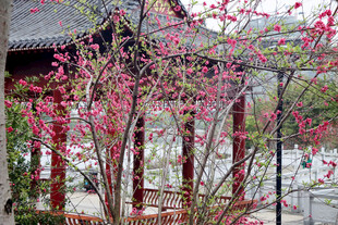 古亭旁绽放的艳丽花枝