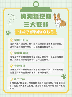 狗狗生理期三大征兆