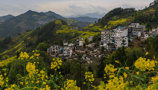 山村油菜花田美丽景致
