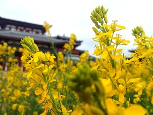 春日油菜花与传统建筑