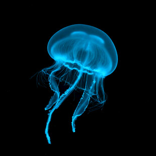 蓝色梦幻水母