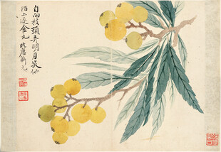 恽寿平水墨枇杷图