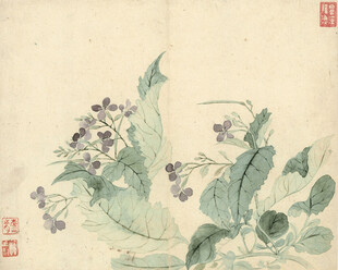 恽寿平水墨花卉图