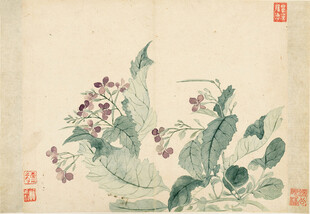恽寿平水墨花卉图