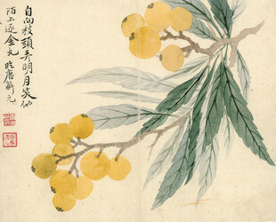 恽寿平水墨枇杷图