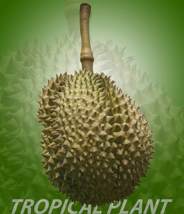 饱满榴莲尽显热带风情