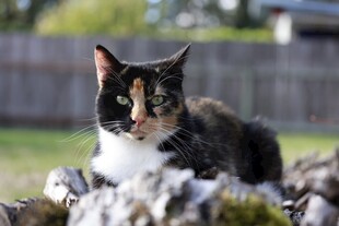 三色猫趴卧在石块上