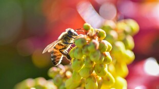 蜜蜂停留在多彩植物上