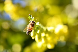 蜜蜂停驻黄色花朵上