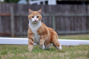 户外站立的橘白相间猫咪