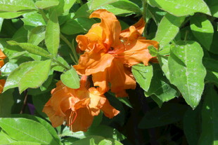 杜鹃花  