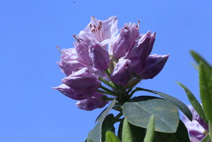 杜鹃花  