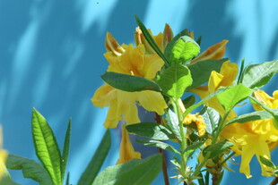 杜鹃花  
