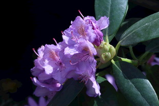 杜鹃花 