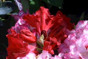 杜鹃花  