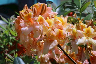 杜鹃花 