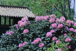 杜鹃花  