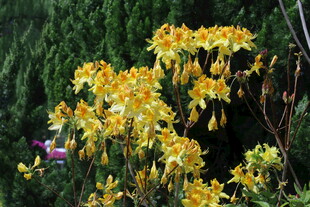 杜鹃花 