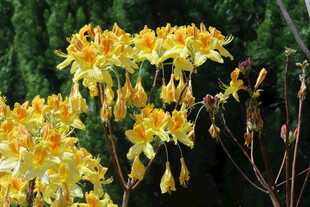 杜鹃花 