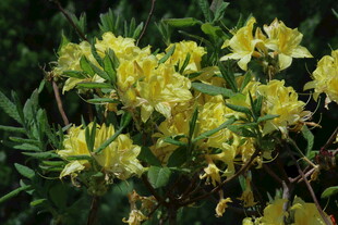 杜鹃花 