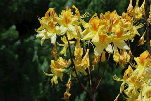 杜鹃花  