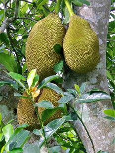 树上的大菠萝蜜果实