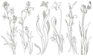 花草鱼鸟线条 矢量线条画