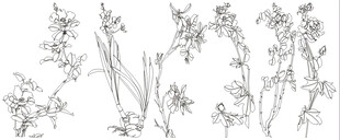 手绘花卉植物线条图