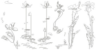 手绘植物线条图