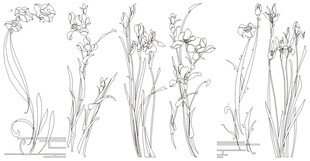 手绘兰花植物线稿图