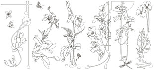 手绘植物线条图