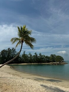 海边倾斜的椰子树风景